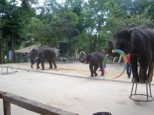 шоу слонов