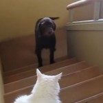 Собаки, которые боятся кошек