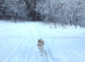 Зима в лесу