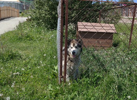 Парк птиц в Златоусте