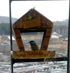 Почему нельзя кормить птичек на балконе